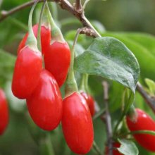 Picture of Goji Berry (6525)