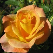 Gold Medal-Rose Picture of Gold Medal-Rose (2192)