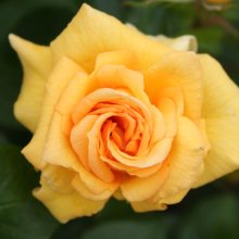 Gold Strike-Rose Picture of Gold Strike-Rose (2194)