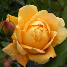 Golden Celebration Std 80cm-Rose Picture of Golden Celebration Std 80cm-Rose (2197)