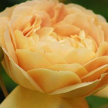 Golden Celebration-Rose Picture of Golden Celebration-Rose (2196)
