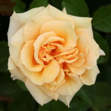 Golden Centennial-Rose Picture of Golden Centennial-Rose (2198)