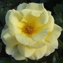Picture of Golden Future Clg-Rose (2199)