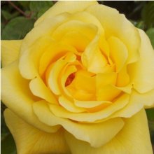 Picture of Golden Gate Clg-Rose (8434)