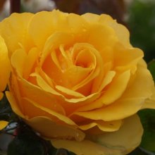Golden Gift Std 80cm-Rose Picture of Golden Gift Std 80cm-Rose (6308)