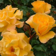 Golden Oldie-Rose Picture of Golden Oldie-Rose (2203)