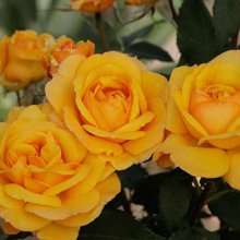 Picture of Good as Gold Clg-Rose (2212)