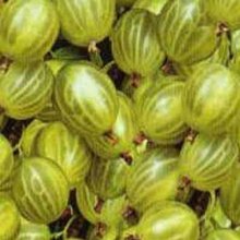 Picture of Gooseberry Invicta (2213)