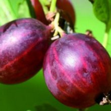 Picture of Gooseberry Pax (9931)