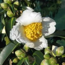 Gordonia Yunnanensis Picture of Gordonia Yunnanensis (5939)