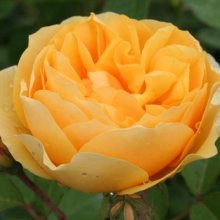 Graham Thomas Std 80cm-Rose Picture of Graham Thomas Std 80cm-Rose (2220)