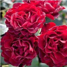 Grand Prix Special-Rose Picture of Grand Prix Special-Rose (11589)