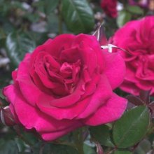 Grandmas Rose Std 80 cm-Rose Picture of Grandmas Rose Std 80 cm-Rose (29760)