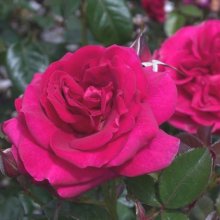 Grandmas Rose-Rose Picture of Grandmas Rose-Rose (29755)