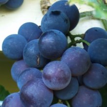 Picture of Grape Albany Surprise (2227)