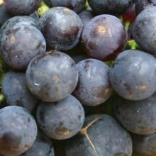Picture of Grape Bishop Pompalier (12087)
