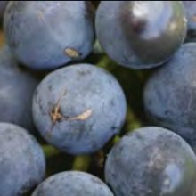 Picture of Grape Black Dalmation (12088)