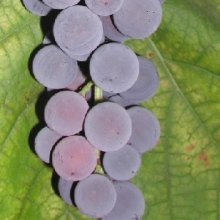 Picture of Grape Buffalo (8154)