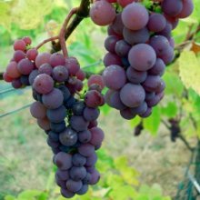 Picture of Grape Candice Seedless (2228)