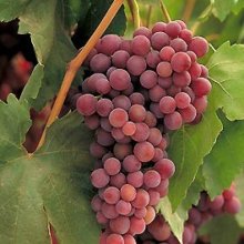 Picture of Grape Flame Seedless (6468)