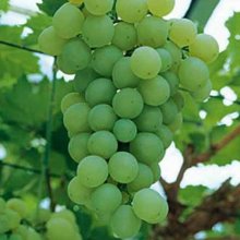 Picture of Grape Himrod (5899)