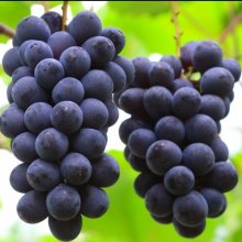 Picture of Grape Kyoho (8246)