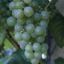 Picture of Grape Moores Diamond (2231)