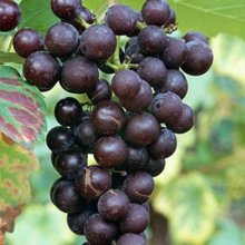 Grape New York Muscat Picture of Grape New York Muscat (6474)