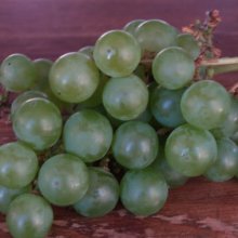 Grape Niagara Picture of Grape Niagara (2232)