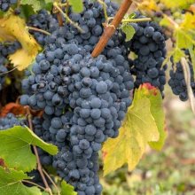 Grape Pinot Meunier Picture of Grape Pinot Meunier (12090)