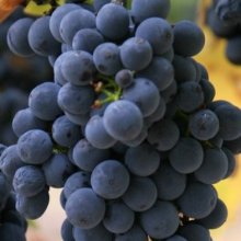 Grape Robinson Picture of Grape Robinson (2233)