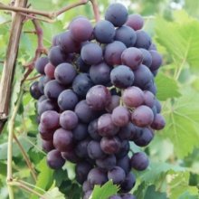 Grape Schulyer Picture of Grape Schulyer (2234)