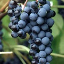 Grape Steubens Picture of Grape Steubens (2235)