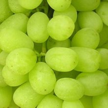 Grape Thompson Seedless Picture of Grape Thompson Seedless (7250)