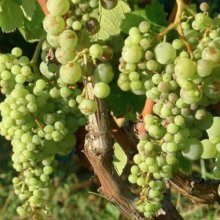 Grape White Dalmation Picture of Grape White Dalmation (12089)
