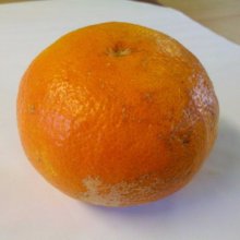 Picture of Grapefruit Cutlers Red Dwf (29666)
