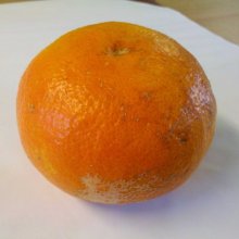 Picture of Grapefruit Cutlers Red (2237)