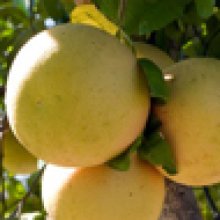 Picture of Grapefruit Golden Special Dwf (2239)