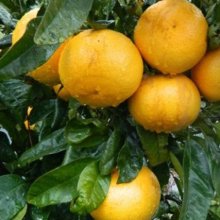 Picture of Grapefruit Golden Special (2238)