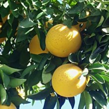 Picture of Grapefruit Wheeny (2243)