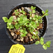 Picture of Gratiola Sexdentata (28911)