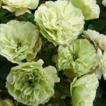 Green Ice-Rose Picture of Green Ice-Rose (2245)