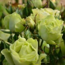 Green With Envy-Rose Picture of Green With Envy-Rose (12032)