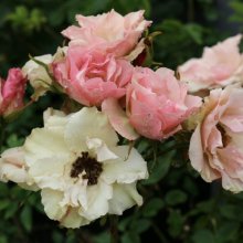 Greensleeves-Rose Picture of Greensleeves-Rose (2248)