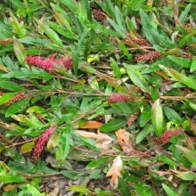 Grevillea Aussie Crawl Picture of Grevillea Aussie Crawl (9631)