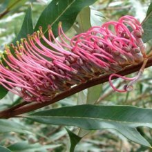 Grevillea Barklyana Picture of Grevillea Barklyana (11655)
