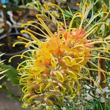 Grevillea Cream Passion Picture of Grevillea Cream Passion (11656)
