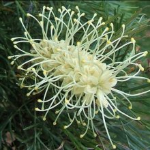 Grevillea Cream and Green Picture of Grevillea Cream and Green (8258)
