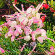 Grevillea Drummer Boy Picture of Grevillea Drummer Boy (2251)