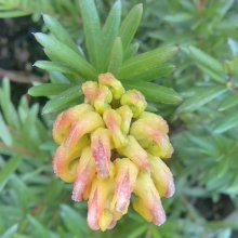 Grevillea Eureka Picture of Grevillea Eureka (28756)